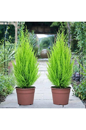 Çok Avantajlı Limon Kokulu Limoni Servi Cupressus Ev Ofis Salon Çamı 30-45 Cm