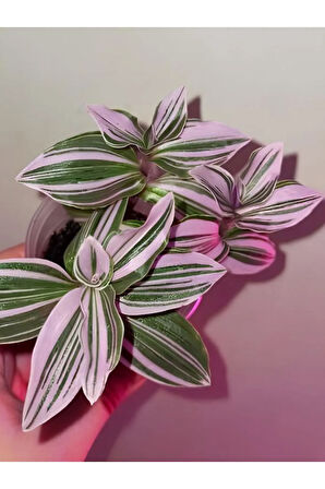 Videolu Ithal Telgraf Çiçeği 1 Adet Mini Saksılı 10-15cm Ev Ofis Salon Bitkisi (NANOUK TRADESCANTİA)