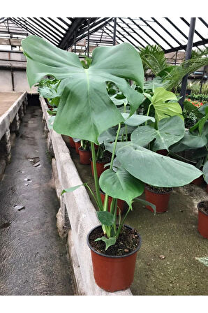 Videolu Deve Tabanı Bitkisi Geniş Yapraklı 1 Adet Saksılı 60-90cm Ofis Bitkisi(MONSTERA DELİCİOSA)