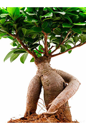 Videolu Ginseng Bonsai 1 Adet Saksılı 40-60 Cm Iç Mekan Salon Ofis Bitkisi (FİCUS MİCROCARPA)
