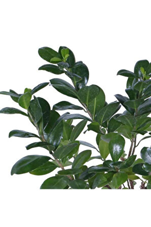 Videolu Ginseng Bonsai 1 Adet Saksılı 40-60 Cm Iç Mekan Salon Ofis Bitkisi (FİCUS MİCROCARPA)