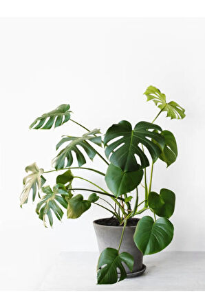 Videolu Deve Tabanı Bitkisi 1 Adet Saksılı 70-100cm Iç Mekan Ofis Salon Bitkisi(MONSTERA DELİCİOSA)