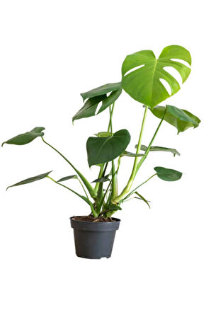 Videolu Deve Tabanı Bitkisi 1 Adet Saksılı 70-100cm Iç Mekan Ofis Salon Bitkisi(MONSTERA DELİCİOSA)