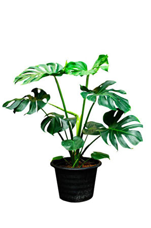 Videolu Deve Tabanı Bitkisi 1 Adet Saksılı 70-100cm Iç Mekan Ofis Salon Bitkisi(MONSTERA DELİCİOSA)