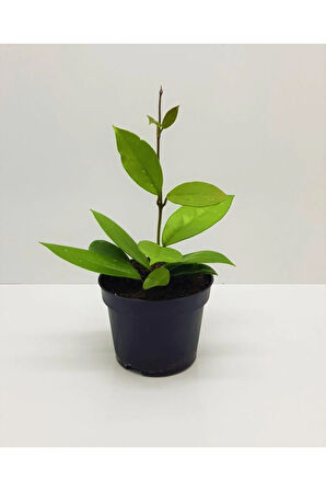 Çok Avantajlı Kokulu Mum Çiçeği Kırmızı Kokulu 1.kalite 12-25cm Saksıda(HOYA CARNOSA)