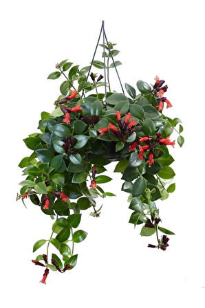 Videolu Ruj Çiçeği Sarmaşığı 1 Adet Askılı Saksıda 20-30cm Iç Mekan Bitkisi( Aeschynanthus)