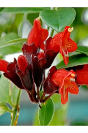 Videolu Ruj Çiçeği Sarmaşığı 1 Adet Askılı Saksıda 20-30cm Iç Mekan Bitkisi( Aeschynanthus)