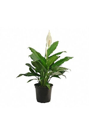 Videolu 1 Adet Beyaz Barış Çiçeği 50-80 Cm Saksılı Iç Mekan Bitkileri Spathiphyllum