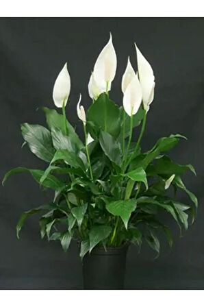 Videolu 1 Adet Beyaz Barış Çiçeği 50-80 Cm Saksılı Iç Mekan Bitkileri Spathiphyllum