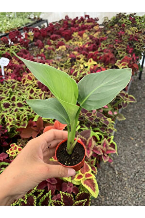 Mini Saksıda Starliçe Cennet Kuşu Çiçeği Strelitzia Nicolai