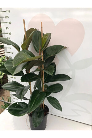 Kauçuk 2li Ofis Çiçeği