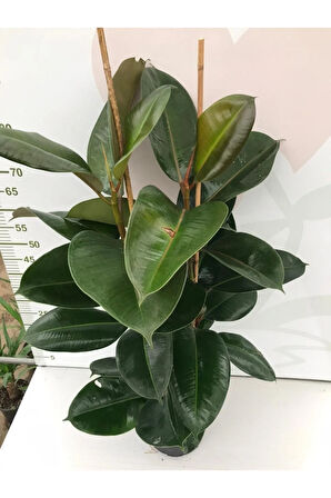 Kauçuk 2li Ofis Çiçeği