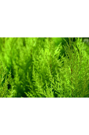 Limon Servi Çamı 35-40 Cm Saksılı