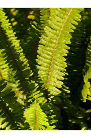 Videolu Aşk Merdiveni 1 Adet Saksılı/tüplü 30-40cm Iç Mekan Bitkisi (FUJER NEPHROLEPİS)