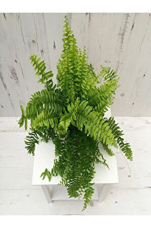 Videolu Aşk Merdiveni 1 Adet Saksılı/tüplü 30-40cm Iç Mekan Bitkisi (FUJER NEPHROLEPİS)