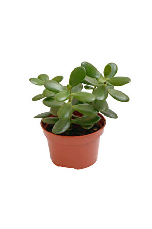 Videolu Şans Para Ağacı Çiçeği 1 Adet Saksılı 20-30cm Iç Mekan Salon Bitkisi (CRASSULA)