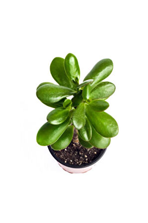 Videolu Şans Para Ağacı Çiçeği 1 Adet Saksılı 20-30cm Iç Mekan Salon Bitkisi (CRASSULA)
