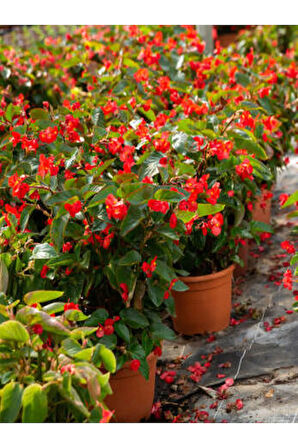 Videolu Kırmızı Katlı Saksılı Begonya Çiçeği 1 Adet Saksılı/ Tüplü 20-40cm (RED BEGONİA)