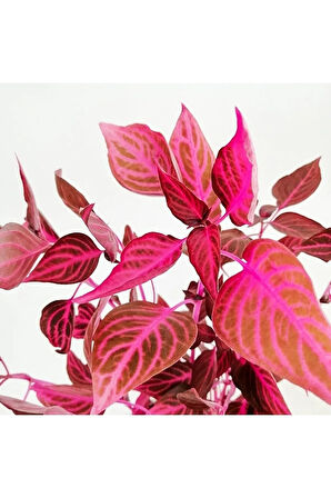 Iresine Herbstii - Çingene Şalvarı Bitkisi Büyük Saksılı 40-50 Cm