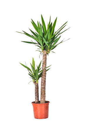 Videolu Avize Yukka Çiçeği 1 Adet Saksılı 80-100cm Iç Mekan Ev Ofis Bitkisi (YUCCA)