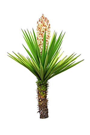 Videolu Avize Yukka Çiçeği 1 Adet Saksılı 80-100cm Iç Mekan Ev Ofis Bitkisi (YUCCA)