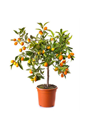 Videolu Bodur Kumkuat /kamkat Ağacı Meyveli 1 Adet Saksılı/ Tüplü 40-60cm Bahçe Bitkisi