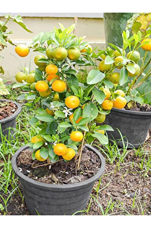 Videolu Bodur Kumkuat /kamkat Ağacı Meyveli 1 Adet Saksılı/ Tüplü 40-60cm Bahçe Bitkisi