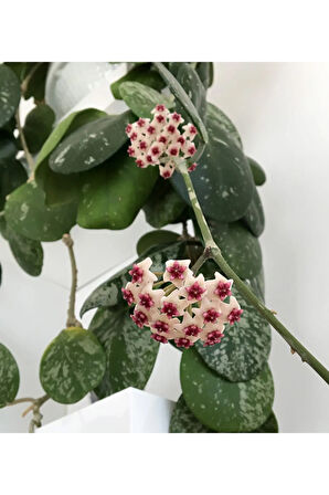 Videolu Pembe Renk Hoya Mum Çiçeği 1 Adet Saksılı 10-15cm Iç Mekan Salon Ev Bitkisi (HOYA CARNASO)