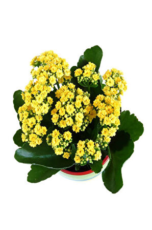 Videolu Sarı Kalanşo Çiçeği 1 Adet Saksılı 10-20cm Iç Mekan Salon Bitkisi (YELLOW KALANCHOE)