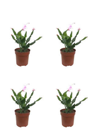 Videolu Pembe Renk Yılbaşı Çiçeği 4 Adet Saksılı 10-15cm Salon Bitkisi (PASKALYA)