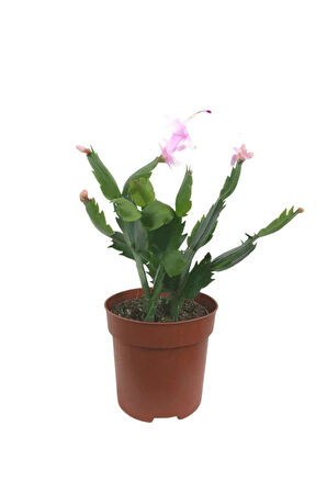 Videolu Pembe Renk Yılbaşı Çiçeği 4 Adet Saksılı 10-15cm Salon Bitkisi (PASKALYA)