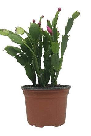 Videolu Pembe Renk Yılbaşı Çiçeği 4 Adet Saksılı 10-15cm Salon Bitkisi (PASKALYA)