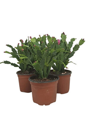 Videolu Pembe Renk Yılbaşı Çiçeği 4 Adet Saksılı 10-15cm Salon Bitkisi (PASKALYA)