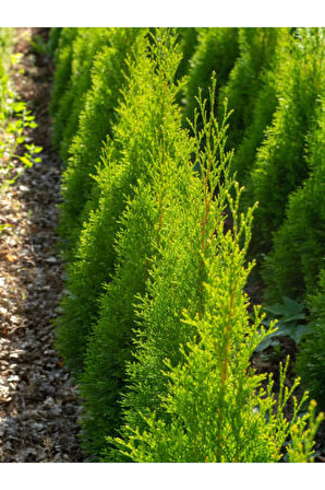 Videolu Ithal Limon Servi Çam Fidanı 1 Adet Saksılı/ Tüplü 30-50cm(CUPRESSUS MACROCARPA GOLDCREST)