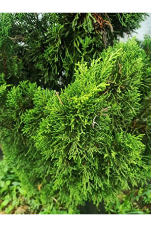 Videolu Ithal Limon Servi Çam Fidanı 1 Adet Saksılı/ Tüplü 30-50cm(CUPRESSUS MACROCARPA GOLDCREST)