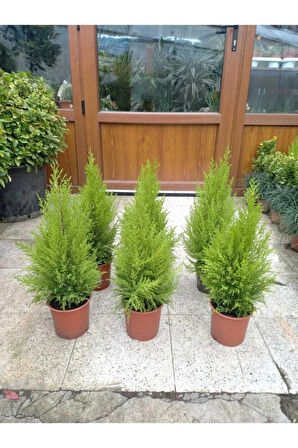 Videolu Ithal Limon Servi Çam Fidanı 1 Adet Saksılı/ Tüplü 30-50cm(CUPRESSUS MACROCARPA GOLDCREST)