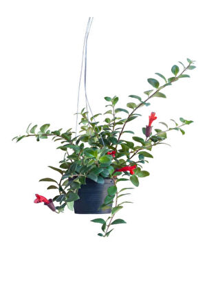 Videolu Sarmaşık Kırmızı Ruj Çiçeği 1 Adet Saksılı/tüplü 15-30cm Iç-dış Mekan Bitkisi(AESCHYNANTHUS)