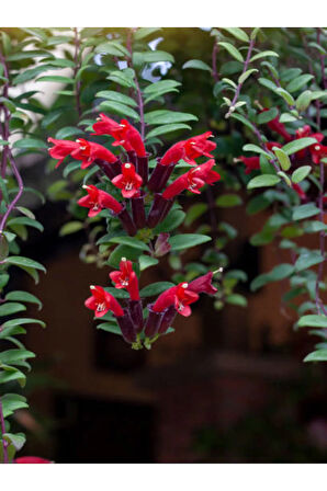 Videolu Sarmaşık Kırmızı Ruj Çiçeği 1 Adet Saksılı/tüplü 15-30cm Iç-dış Mekan Bitkisi(AESCHYNANTHUS)