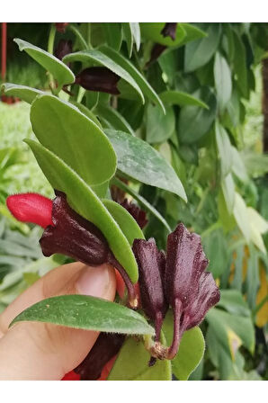 Videolu Sarmaşık Kırmızı Ruj Çiçeği 1 Adet Saksılı/tüplü 15-30cm Iç-dış Mekan Bitkisi(AESCHYNANTHUS)