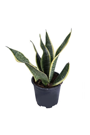 Paşa Kılıcı, Saksıda, Peygamber Kılıcı, Paşa Kılıcı Sansevieria 30-40 Cm