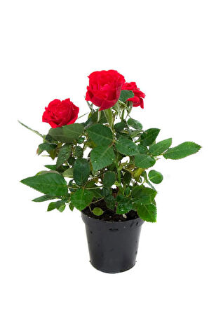 Videolu Yediveren Kırmızı Minyatür Gül Fidanı 1 Adet Saksılı/ Tüplü Iç-dış Mekan Bitkisi (RED ROSE)