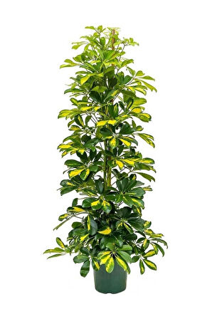 Videolu Şeflera Sarı Alacalı 2 Dallı 1 Adet Saksılı 90-110cm Salon Bitkisi (SCHEFFLERA ARBORİCOLA)