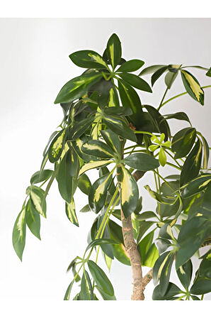 Videolu Şeflera Sarı Alacalı 2 Dallı 1 Adet Saksılı 90-110cm Salon Bitkisi (SCHEFFLERA ARBORİCOLA)