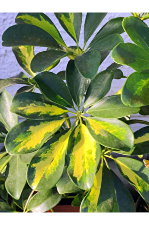 Videolu Şeflera Sarı Alacalı 2 Dallı 1 Adet Saksılı 90-110cm Salon Bitkisi (SCHEFFLERA ARBORİCOLA)
