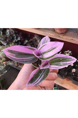 Videolu Pembe Telgraf Çiçeği 1 Adet Saksılı 10-15cm Salon Teras Bitkisi (TRADESCANTİA NANOUK)