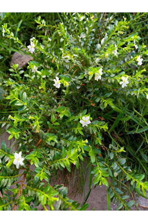 Videolu Beyaz Kufeya Cennet Çiçeği 1 Adet Saksılı 20-40cm Iç-dış Mekan Bitkisi (CUPHEA HYSSOPİFOLİA)