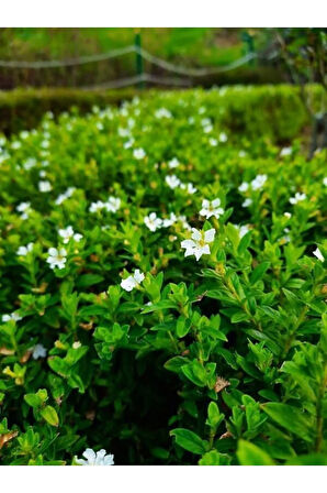 Videolu Beyaz Kufeya Cennet Çiçeği 1 Adet Saksılı 20-40cm Iç-dış Mekan Bitkisi (CUPHEA HYSSOPİFOLİA)