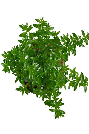 Videolu Beyaz Kufeya Cennet Çiçeği 1 Adet Saksılı 20-40cm Iç-dış Mekan Bitkisi (CUPHEA HYSSOPİFOLİA)