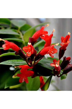 Videolu Aşinantus Ruj Çiçeği 1 Adet Saksılı 20-40cm Iç Mekan Salon Balkon Teras Bitkisi