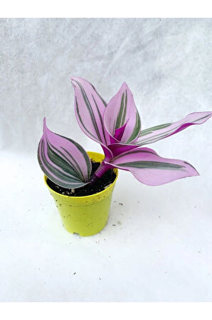 Pembe Telgraf Çiçeği Tradescantia Nanouk 5.5 Cm Saksı